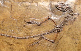 <i>Ornatocephalus</i> - Messel lizard